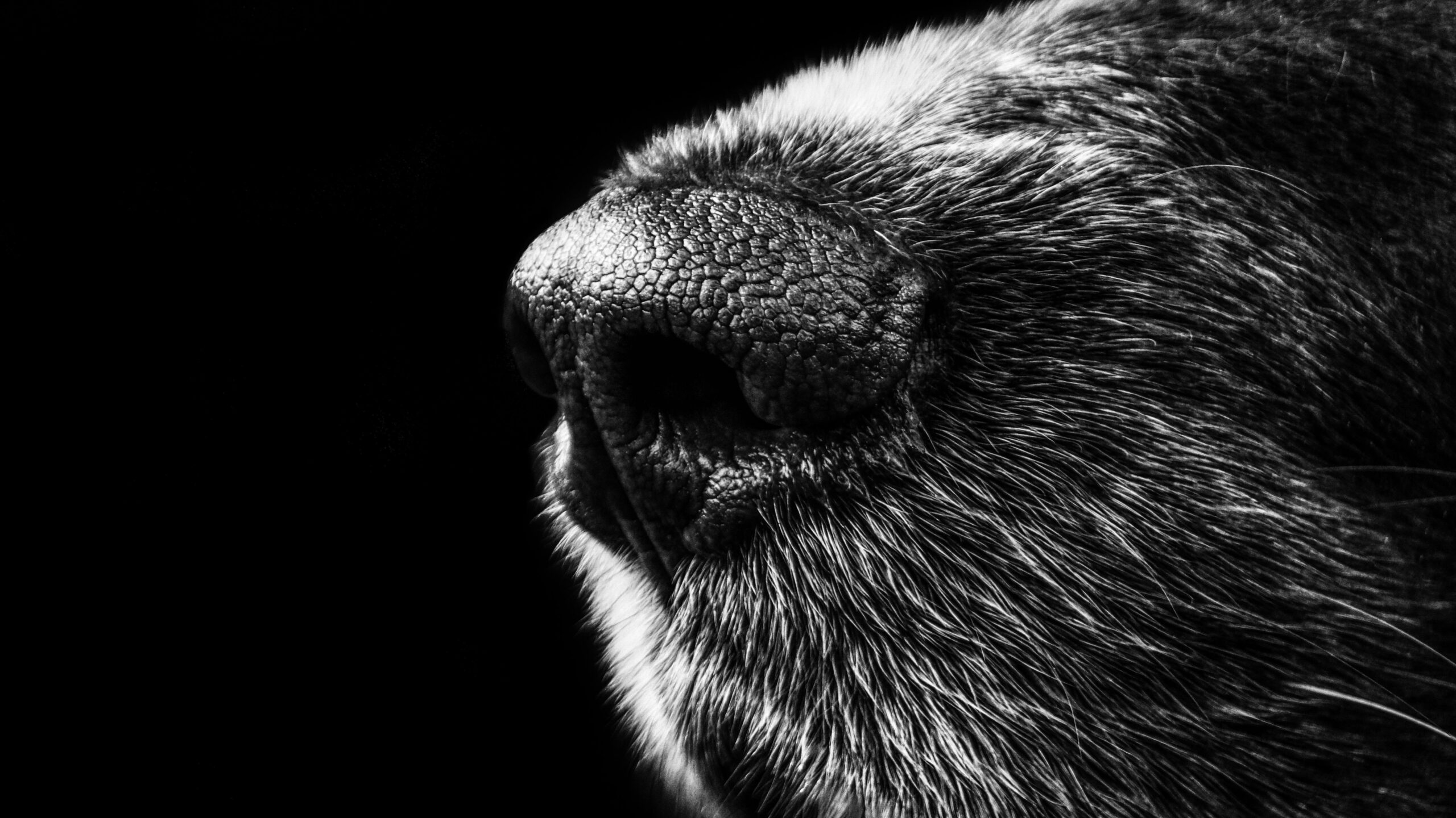 pexels-pixabay-65928